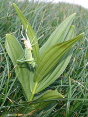 Polysarcus denticauda
