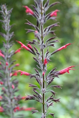 Salvia longistyla