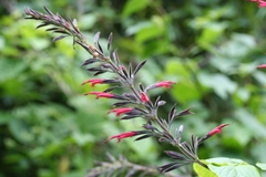 Salvia longistyla