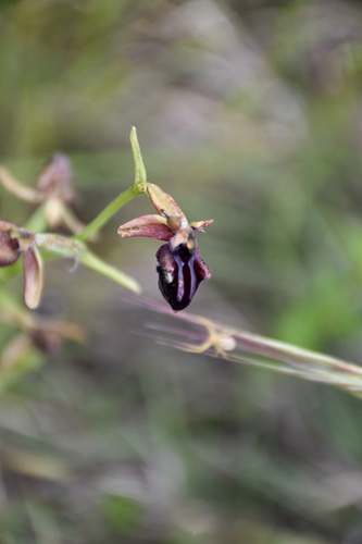Bosom Orchid