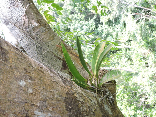 Anthurium paludosum, photograph 1