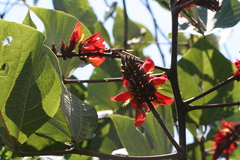 Erythrina breviflora