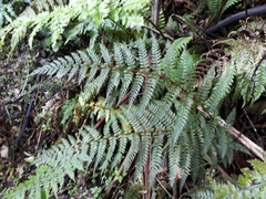 Polystichum silvaticum