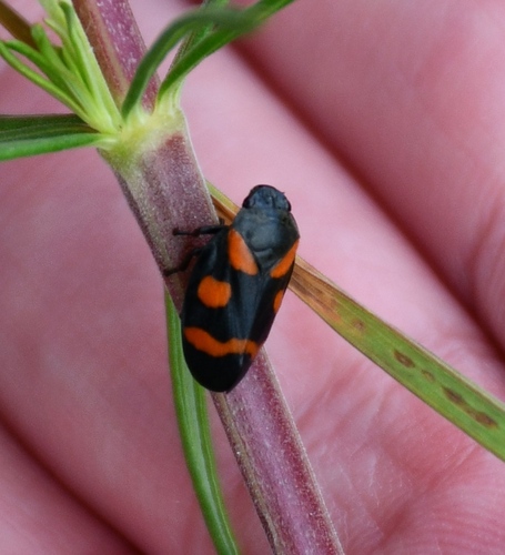 Cercopis