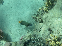 Pomacanthus imperator