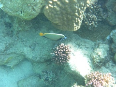 Pomacanthus imperator