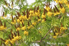 Cenostigma pluviosum peltophoroides