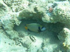 Pomacanthus imperator