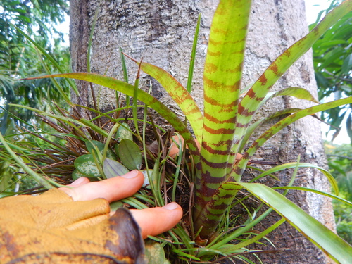 Werauhia vittata