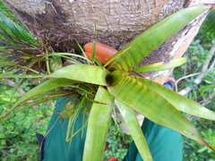 Werauhia vittata, photograph (c) Letizia Weichgrebe, some rights reserved (CC BY)