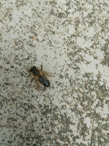 Western Honey Bee