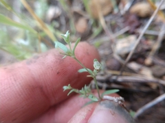 Houstonia parviflora