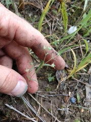 Houstonia parviflora