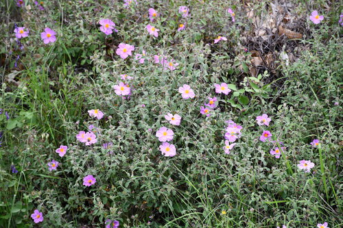 Hoary Rock-rose