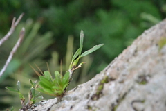 Maxillaria friedrichsthalii, photograph (c) Letizia Weichgrebe, some rights reserved (CC BY)