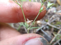 Houstonia parviflora