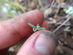 Houstonia parviflora