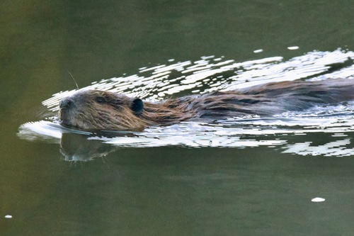 animal observation 2