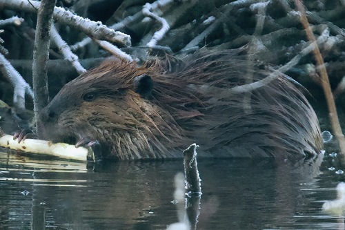 animal observation 5