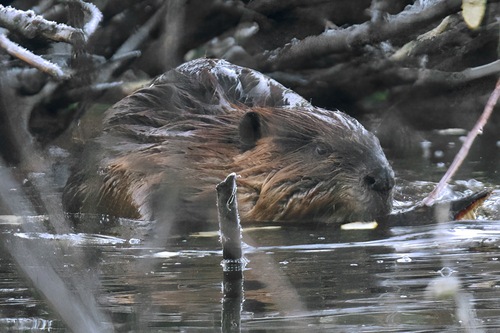 animal observation 6