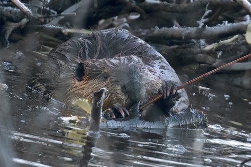 animal observation 7