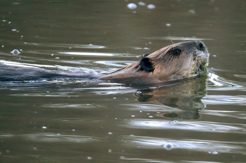 animal observation 8