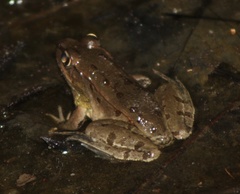 Lithobates kauffeldi