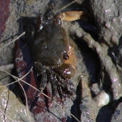 Pachygrapsus gracilis