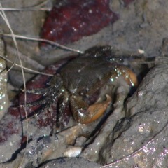 Pachygrapsus gracilis