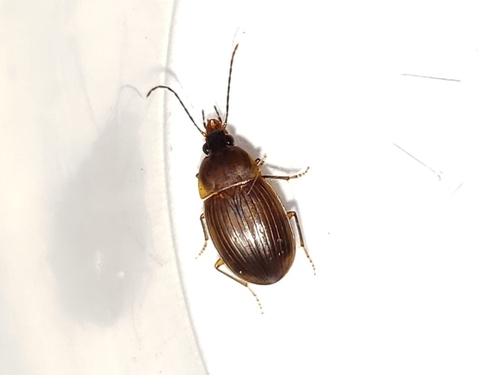Oodinus