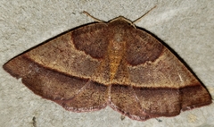 Metarranthis obfirmaria