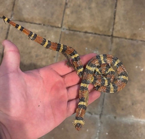 Scarlet Kingsnake
