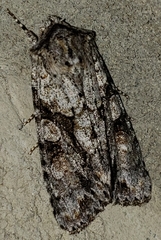 Achatia distincta