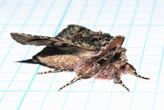 Behrensia conchiformis