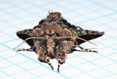 Behrensia conchiformis