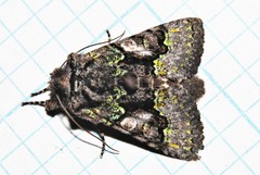 Behrensia conchiformis