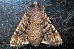 Behrensia conchiformis