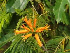 Gurania lobata