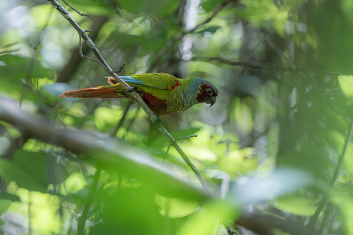 Pfrimer's Parakeet