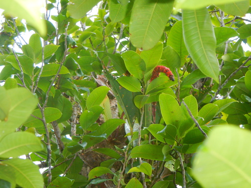 Anthurium paludosum