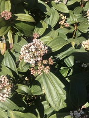 Viburnum davidii