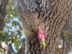 Tillandsia erubescens