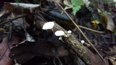 Gloiocephala