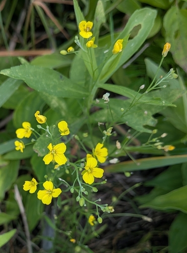 Physaria gracilis, photograph 1