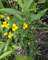 author not stated, no rights reserved Physaria gracilis, photograph author not stated, no rights reserved