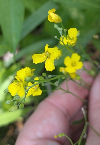 Physaria gracilis, photograph 3