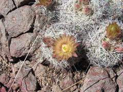 Mammillaria barbata