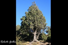 Austrocedrus chilensis