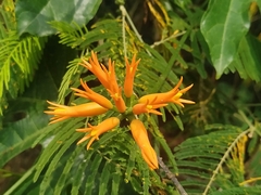 Gurania lobata