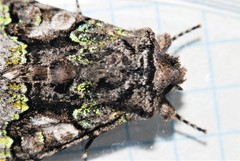 Behrensia conchiformis